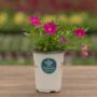 Calibrachoa – Cabaret Pink Improved – 4.5″ Pot